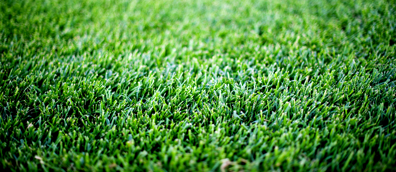 Rhizomatous Tall Fescue (RTF)